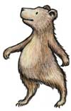 bear